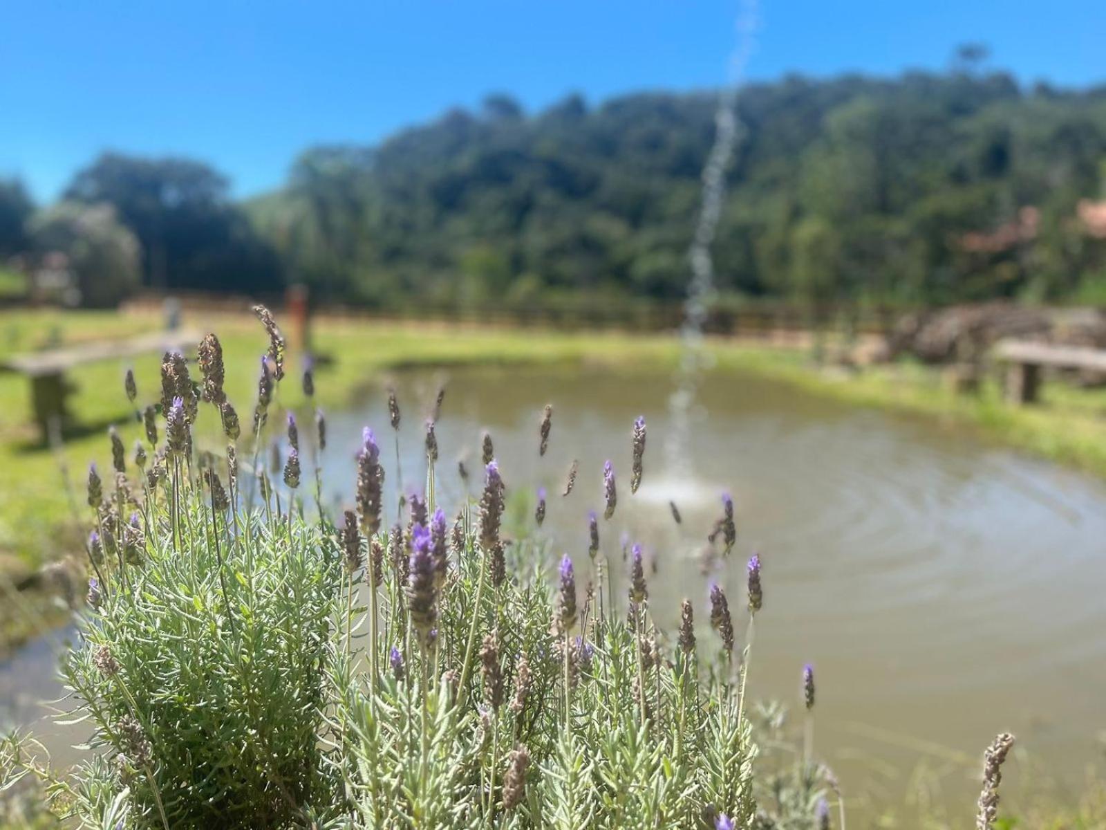 Pe Da Serra - Sitio Em Campos Novos De Cunha